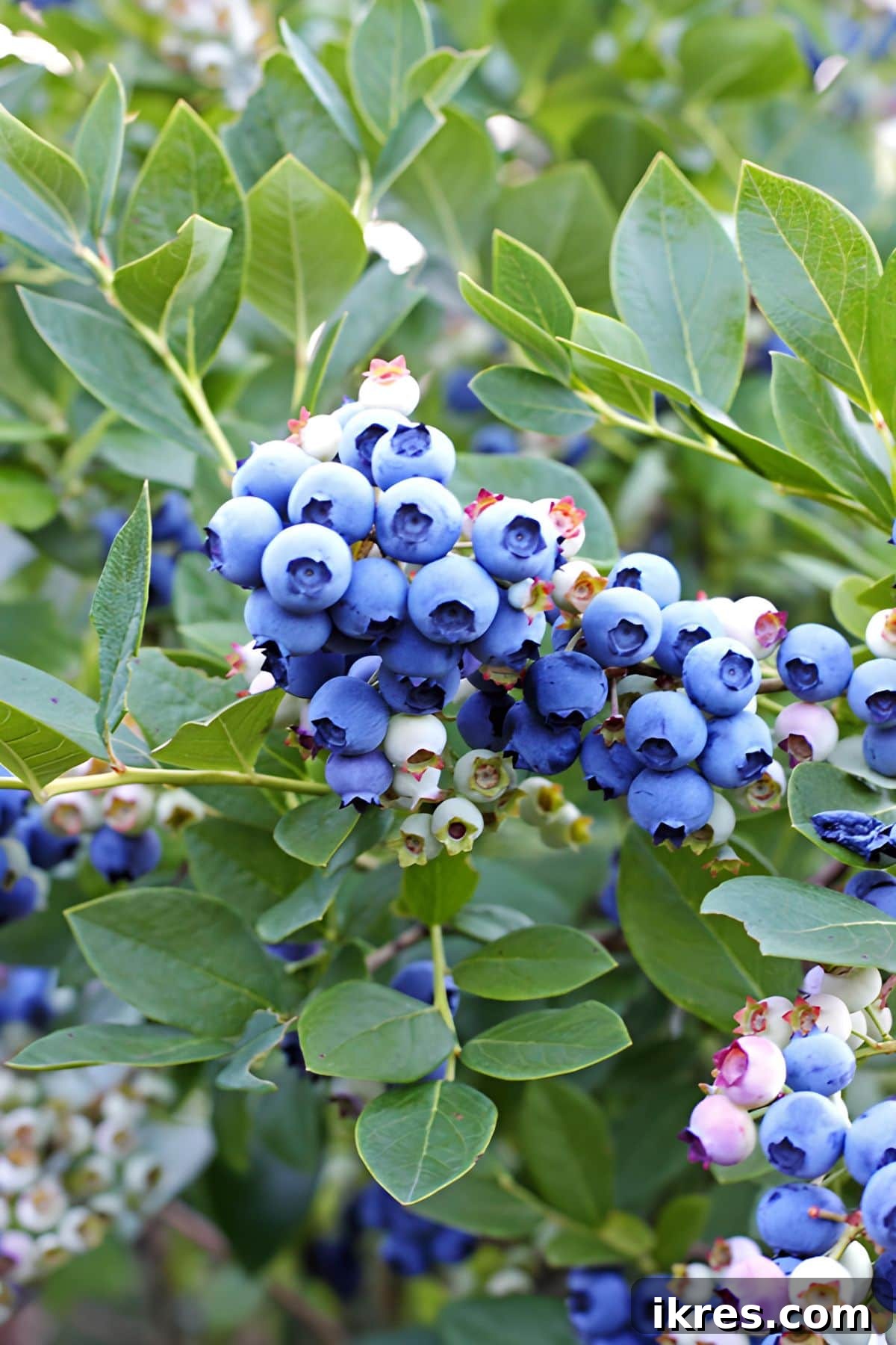 The Art of Freezing Blueberries for Smoothies and Baked Treats 2 a bush covered in fresh blueberries