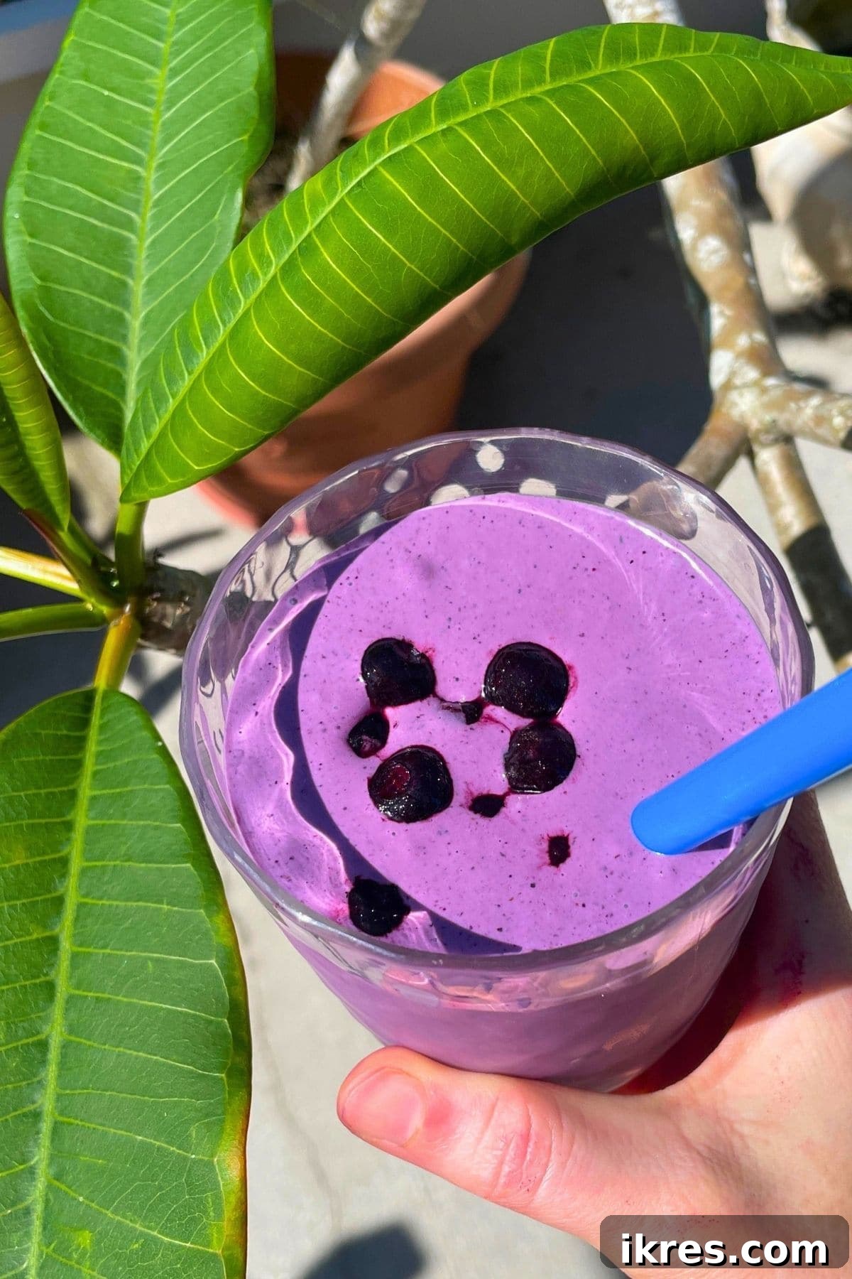 A blueberry banana and peanut butter smoothie with blueberries on top and a blue straw being held next to some green plumeria leaves.