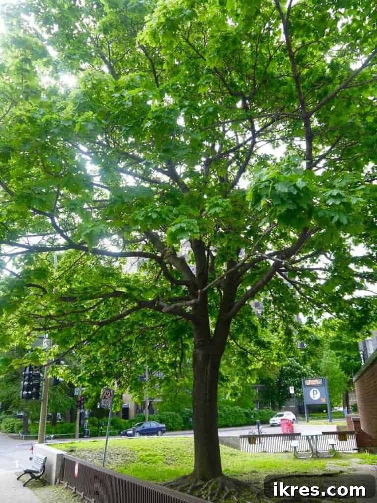 Quebec Destinations Montreal Baie St Paul La Malbaie 12 Montreal's Green Spaces and Tree-Lined Streets