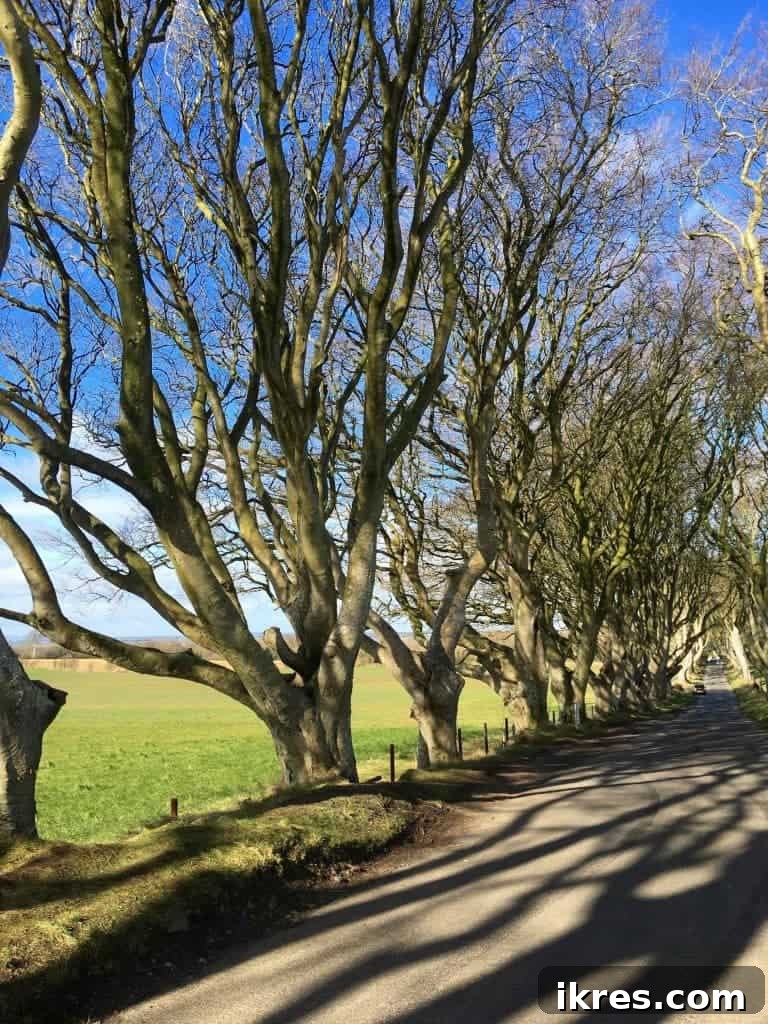 The iconic Dark Hedges, Northern Ireland, famous for its atmospheric beech trees and Game of Thrones connection. Photo by Perchance to Cook.
