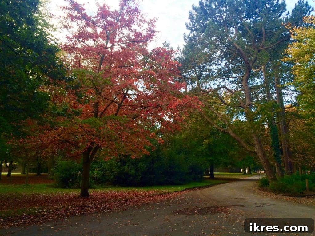 Reflections of colorful autumn trees on a tranquil pond in Ormeau Park.