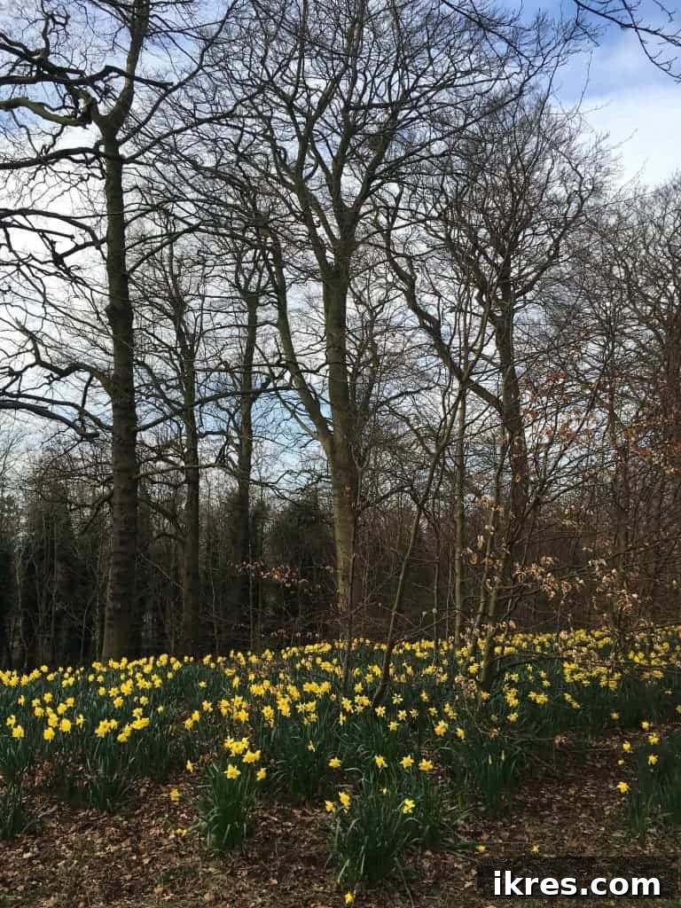 Vibrant tulips blooming in a colorful display in Ormeau Park during spring.