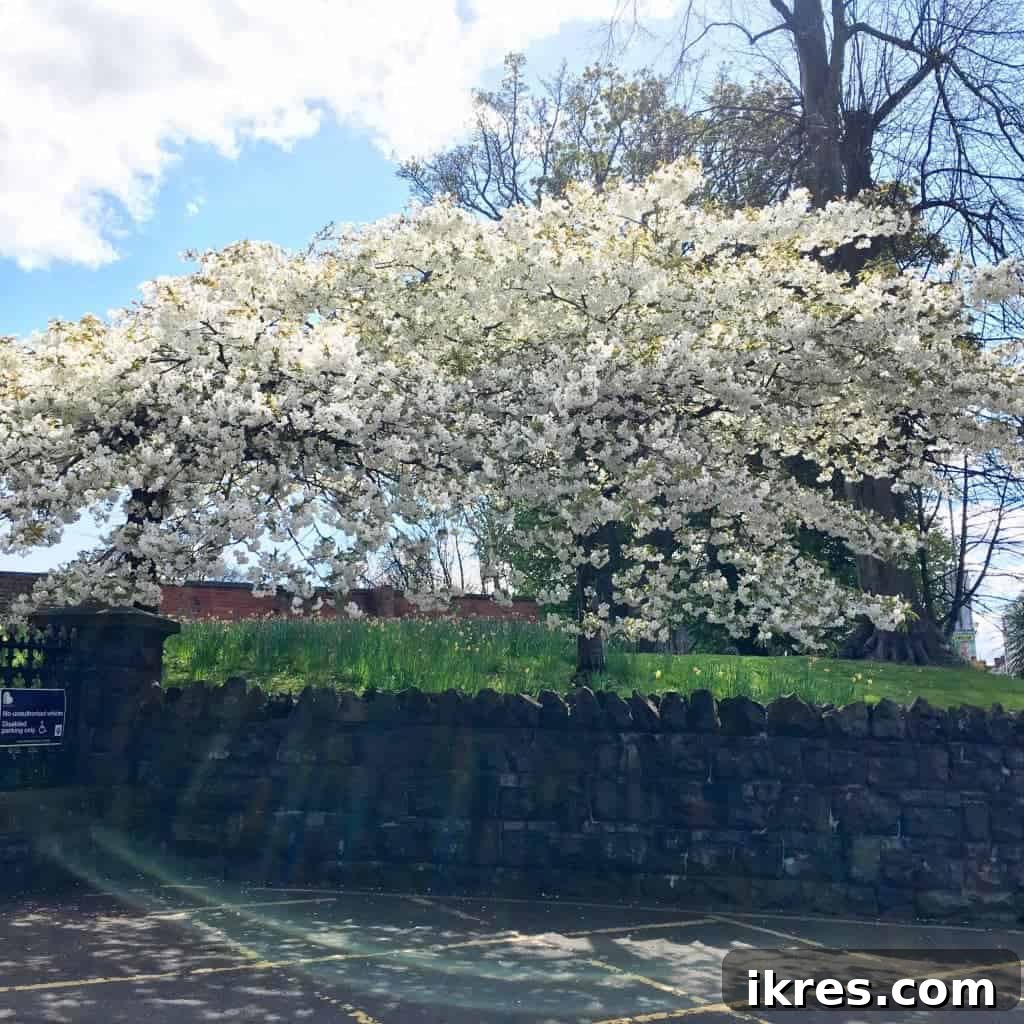 A close-up of delicate spring blossoms, signaling renewal in Ormeau Park.