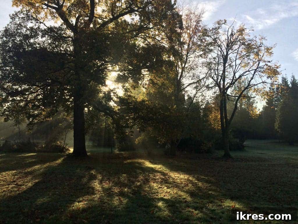 A majestic tree with rich autumn leaves in Ormeau Park, Belfast.