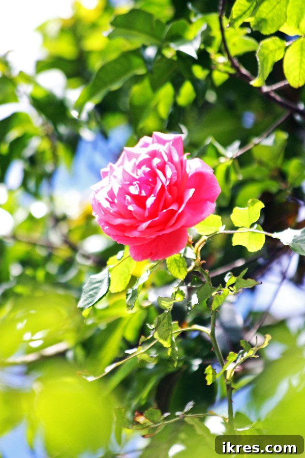 A vibrant Colombian flower, symbolizing new beginnings.